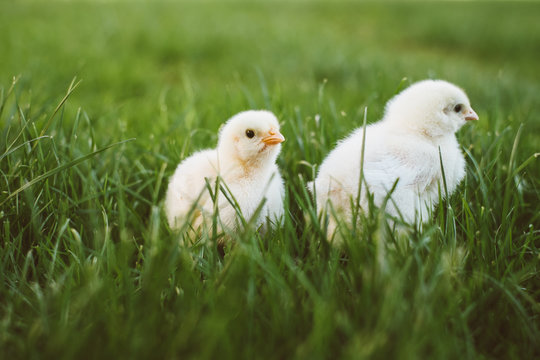 Two baby chicks in the grass