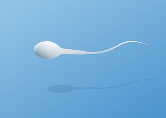 Human sperm cell and male fertility 