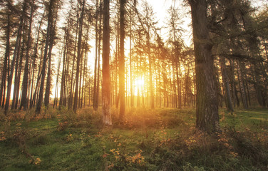 Obraz premium The beautiful autumn in the park