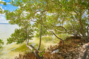 Holbox Island beach mangroove in Mexico