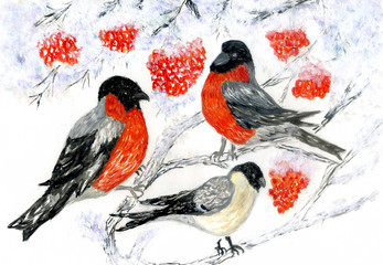 Bullfinches and Rowan