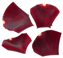 Set of dark red rose petals isolated on white background