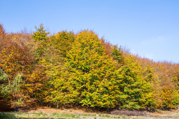 Autumn forest in slovakia