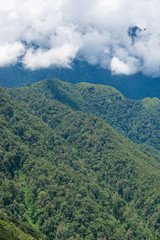 Mountain slope covered with green tree forest