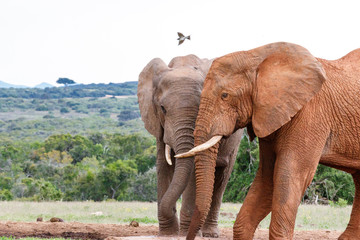 Obraz premium Elephants standing with their trunks against each other