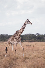 Giraffes in masai mara in kenya africa