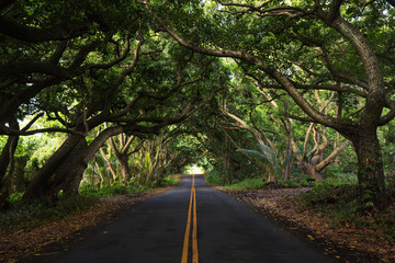 The jungle of Maui Island along the famous road to Hana. Hawaii. USA - obrazy, fototapety, plakaty