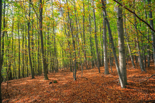 Autumn forest in slovakia