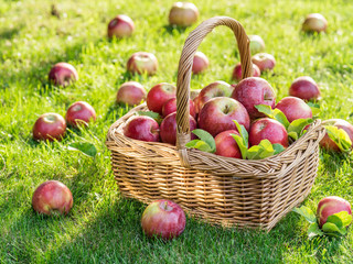 Apple harvest. Ripe red apples in the basket on the green grass.