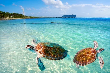 Crédence de cuisine en verre imprimé Caraïbes Photomount de tortue de plage des Caraïbes de Mahahual