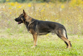 German Shepherd in the rack