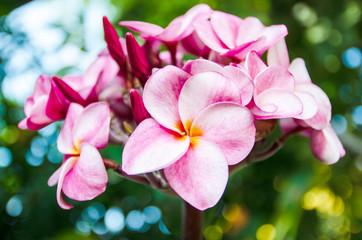 Beautiful plumeria with natural bokeh background