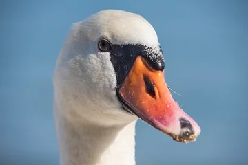 Papier Peint photo Lavable Cygne cygne