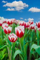 Red tulips with blue sky and cloud