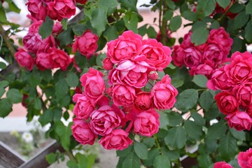 red flowers on the french fence