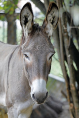 donkey (of Ammiata)