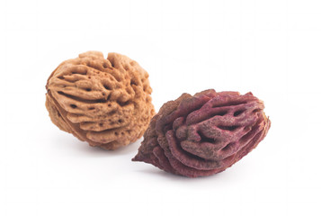 Bones of peaches on a white background