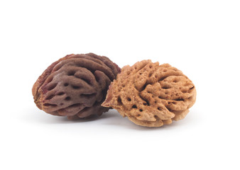 Bones of peaches on a white background