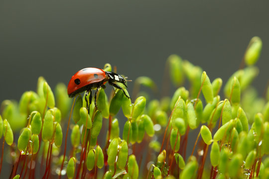 Ladybag walking on moss stalks