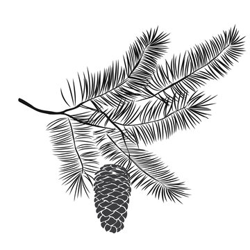 Hand drawn pine tree branch