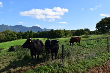 牛の放牧