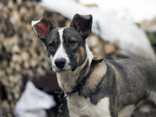 cute unhappy dog upset, lonely, stray dog