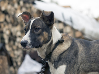 The sad stray dog waiting for its owner
