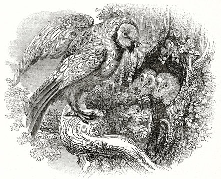 Old grayscale illustration of Barn Owl. By unidentified author, published on the Penny Magazine, London, 1835