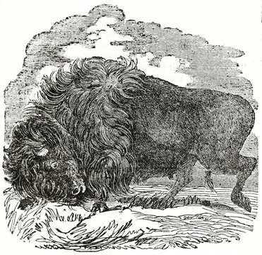 Old illustration of American bison (bull). Grayscale execution by unidentified author, published on  Penny Magazine, London, 1835