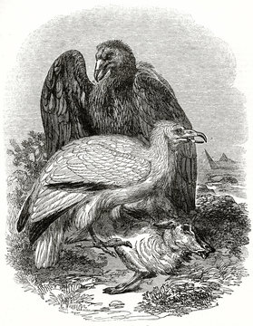   Old grayscale illustration of two Egyptian Vulture (Neophron percnopterus), both eating a dead animal. By unidentified author, published on the Penny Magazine, London, 1835