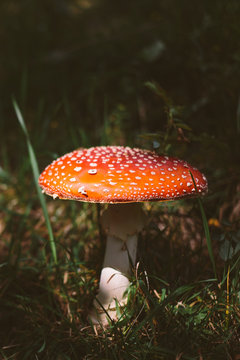 Amanita muscaria