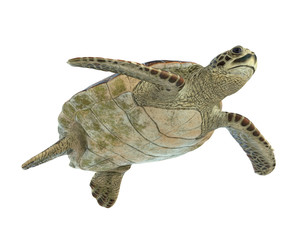 Obraz premium Żółw morski na białym tle