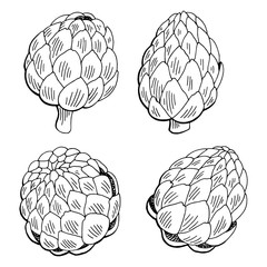 Artichoke plant graphic black white isolated sketch illustration vector