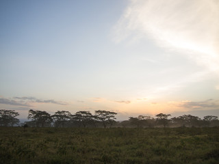 Landscape in natural park of nakuru lake in kenya africa