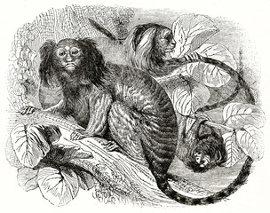 Old illustration of Common Marmoset on a tree (Callithrix jacchus). Front view and profile. By unidentified author, published on the Penny Magazine, London, 1835