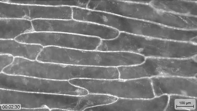 Cytoplasmic streaming (movement of organelles) in onion bulb scale epidermis cells
