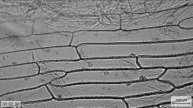Cytoplasmic streaming (movement of organelles) in onion bulb scale epidermis cells
