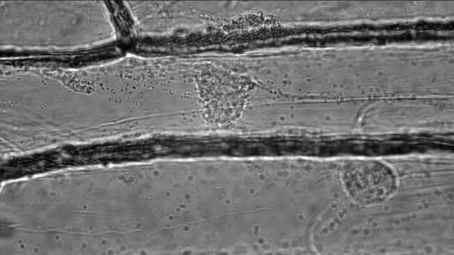 Cytoplasmic streaming (movement of organelles) in onion bulb scale epidermis cells
