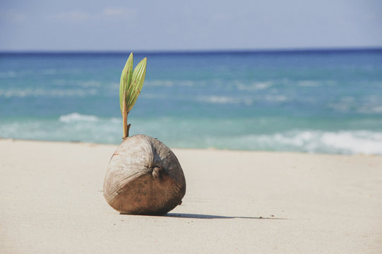 Coconut sprouting a leaf on a tropical beach
