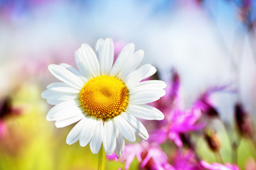 Fototapeta premium Chamomile among flowers