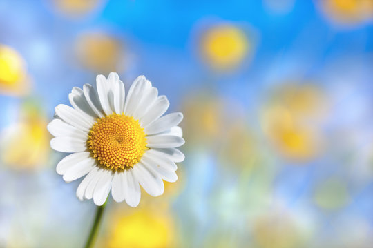 Chamomile among flowers