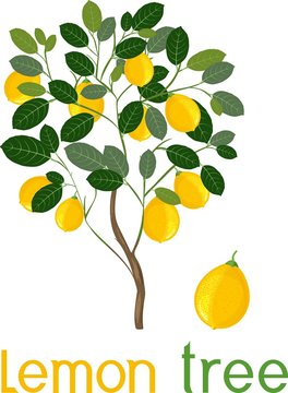 Lemon tree with green leaves, ripe yellow fruits and title