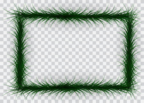 Frame of colorful coniferous branches on transparent background. Vector Illustration.
