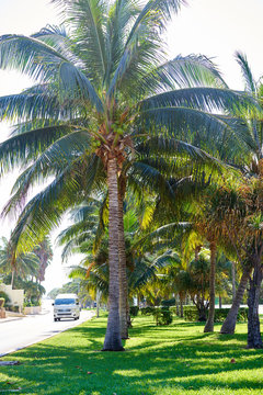 Cancun Kukulcan boulevard palm trees