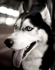 a portrait of a Husky dog