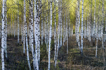 Young birch tree forest in spring time in a Finnish forest