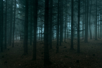 Fototapeta premium Creepy misty forest at night