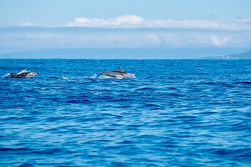 Striped dolphins in the Atlantic Ocean near to the coast of Pico Island in the Azores.dolphins