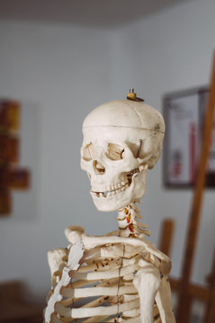 Anatomy skeleton