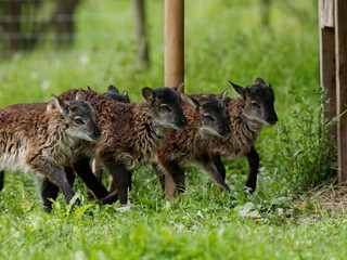 Soay-Lämmer toben über die Weide